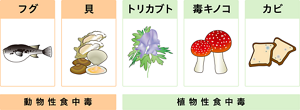 動物性自然毒と植物性自然毒の有毒成分を含む動植物を表したイラスト。〈動物性自然毒〉フグ・貝。〈植物性自然毒〉トリカブト・毒キノコ・カビ。