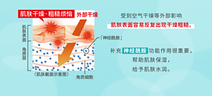 受到空气干燥等外部影响 肌肤表面容易反复出现干燥粗糙。补充 神经酰胺 功能作用很重要，帮助肌肤保湿，给予肌肤水润。
