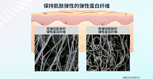 保持肌肤弹性的弹性蛋白纤维