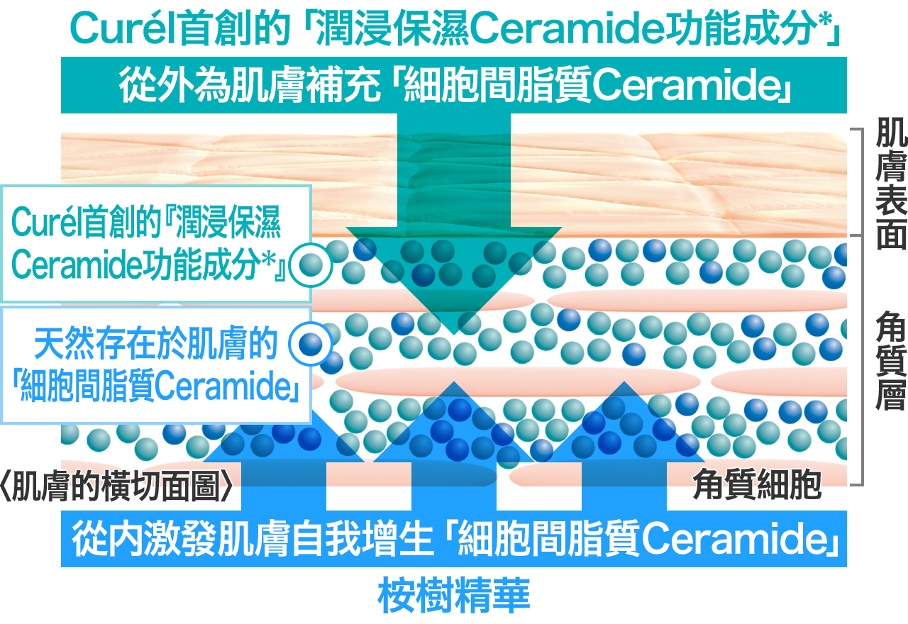 什麼是 潤浸保濕ceramide功能成分 花王curel