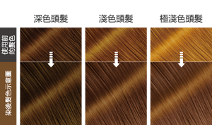 栗子棕色  染後髮色示意圖