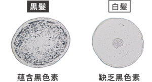 蘊含黑色素和缺乏黑色素的髮絲橫切面 (示意圖)