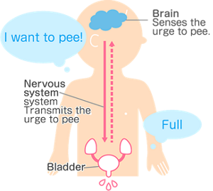 toilet_basic01_img_02