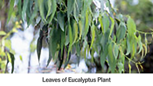 Leaves of Eucalyptus Plant