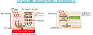 2. Prevents dark spots and freckles with Chamomile ET. 