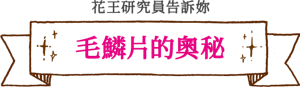 花王研究員告訴妳 毛鱗片的奧秘