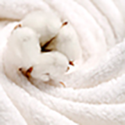 pl_panty2_material_1