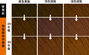 莉婕泡沫褪色劑 自然色調 染後髮色示意圖