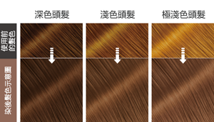染後髮色示意圖 使用前的髮色