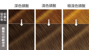 染後髮色示意圖 使用前的髮色