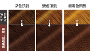 染後髮色示意圖 使用前的髮色
