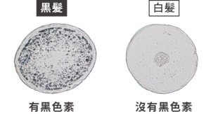 髮的斷面圖，黑色素有無比較
