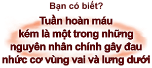 Bạn có biết? Tuần hoàn máu  kém là một trong những nguyên nhân chính gây đau  nhức cơ vùng vai và lưng dưới