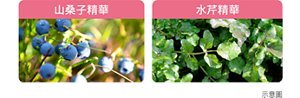 山桑子精華 水芹精華 示意圖