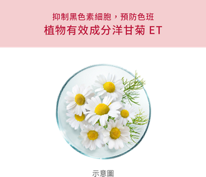 抑制黑色素細胞，預防色班 植物有效成分洋甘菊ET 示意圖