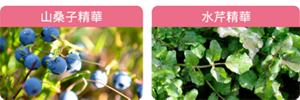 山桑子精華 水芹精華 示意圖
