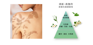 清新、高雅的 綠葉花香調香味 綠葉 果香柑橘 花香調 鈴蘭、茉莉、玫瑰 麝香、琥珀	木質調