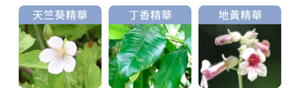 天竺葵精華 丁香精華 地黃精華