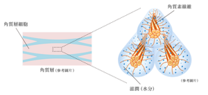 活性蛋白NMF配方