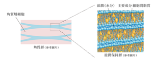 持續型細胞間脂質護理配方