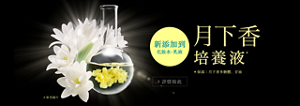 月下香培養液*