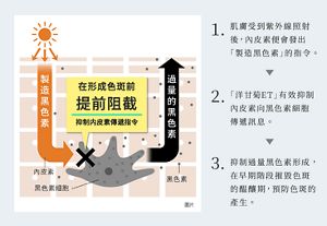 1.肌膚受到紫外線照射後，內皮素便會發出「製造黑色素」的指令。  2. 「洋甘菊ET」有效抑制內皮素向黑色素細胞傳遞訊息。  3. 抑制過量黑色素形成，在早期階段摧毀色斑的醖釀期，預防色斑的產生。
