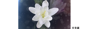 月下香　形象圖