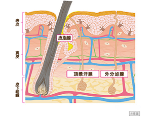 表皮　真皮　皮下組織　皮脂腺　頂漿汗腺　外分泌腺　示意圖
