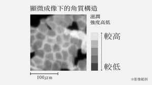顯微成像下的角質構造 *影像範例