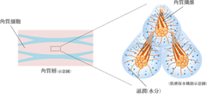 img_lotion_article02