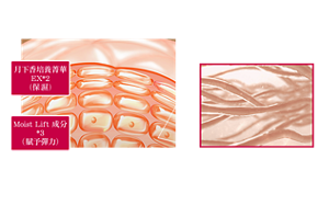 彈力感示意圖　月下香培養菁華EX (保濕)　Moist Lift 成分*2 賦予彈力　肌膚角質層