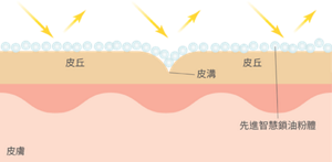 皮膚組織圖