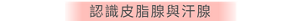 認識皮脂腺與汗腺