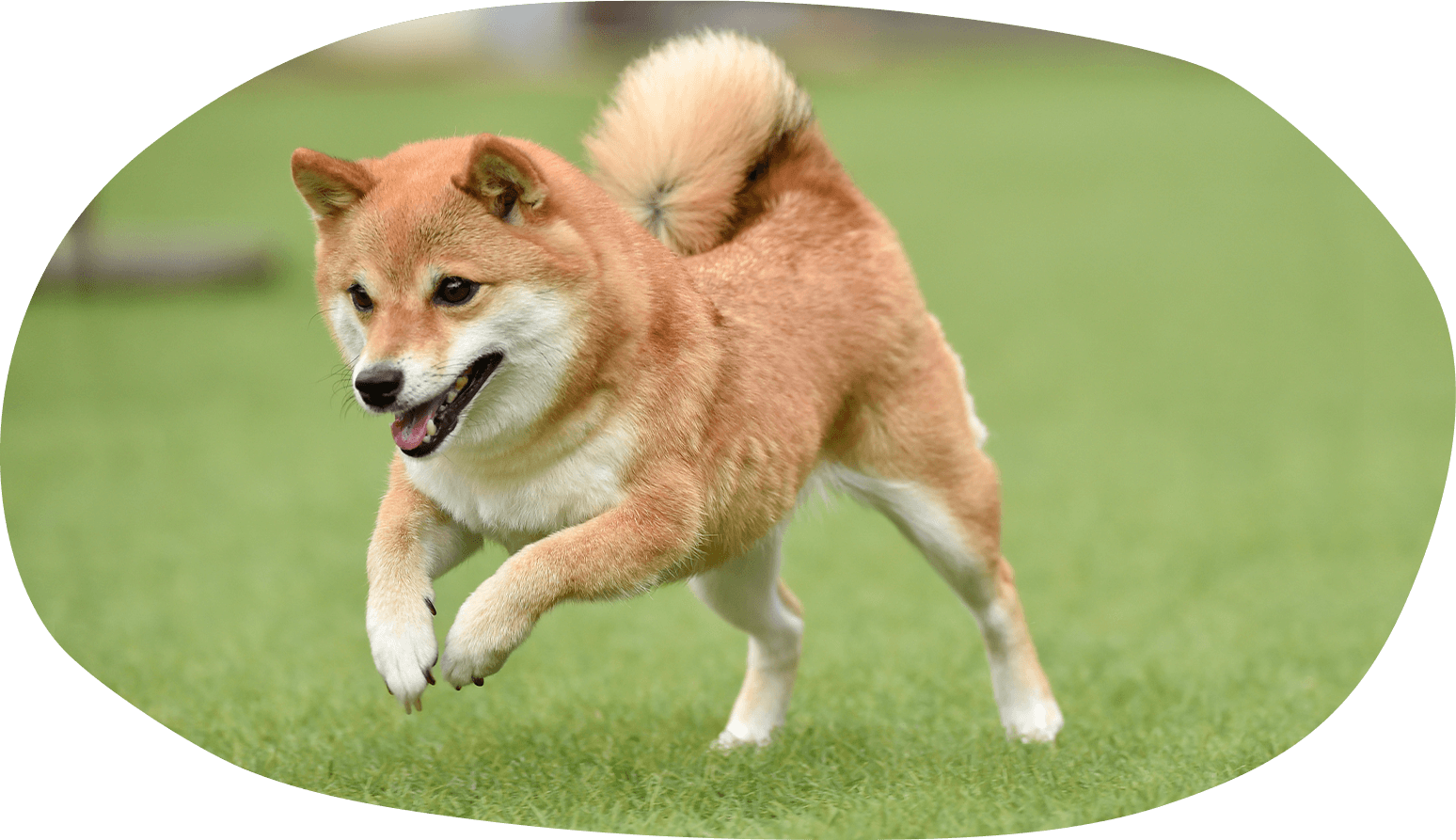 Kao Plaza ふーんそうなの どうぶつplaza 22 柴犬さん Kao Plaza ふーんそうなの どうぶつplaza 22 柴犬さん