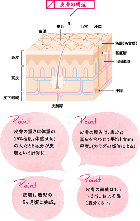 Kao Plaza 特集 皮膚は おしゃべり