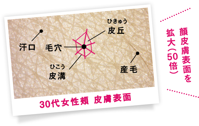 Kao Plaza 特集 皮膚は おしゃべり Kao Plaza 特集 皮膚は おしゃべり