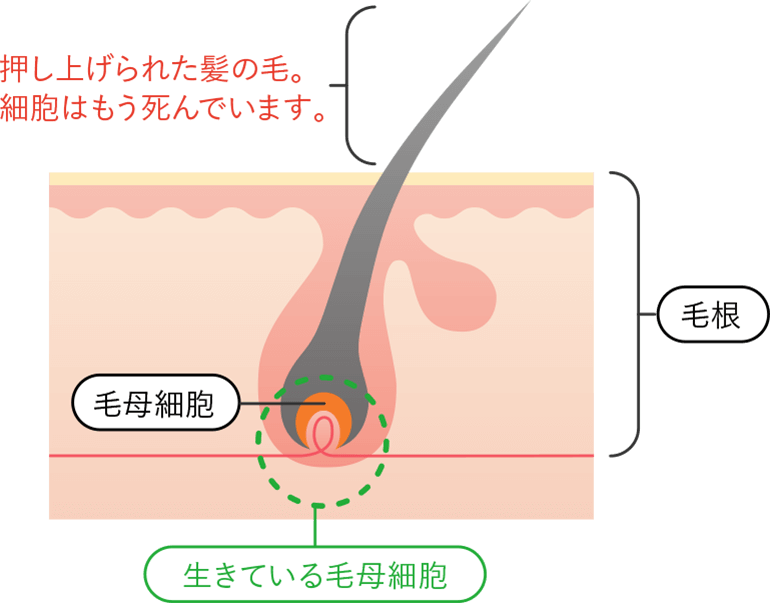 Kao Plaza 特集 髪の毛にまつわる6つの真実 Kao Plaza 特集 髪の毛にまつわる6つの真実