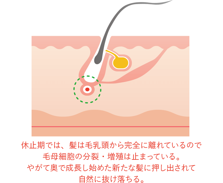 Kao Plaza 特集 髪の毛にまつわる6つの真実