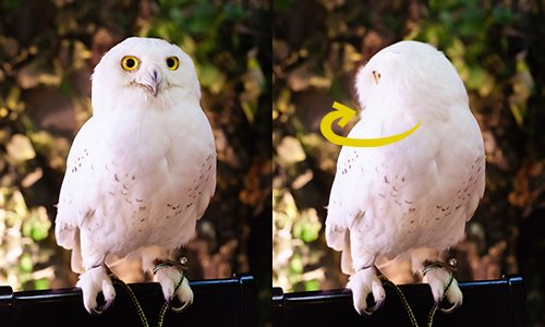 Kao Plaza フクロウは知恵のシンボル