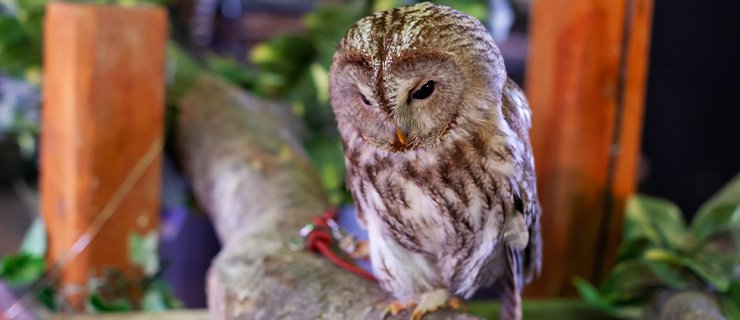 Kao Plaza フクロウは知恵のシンボル