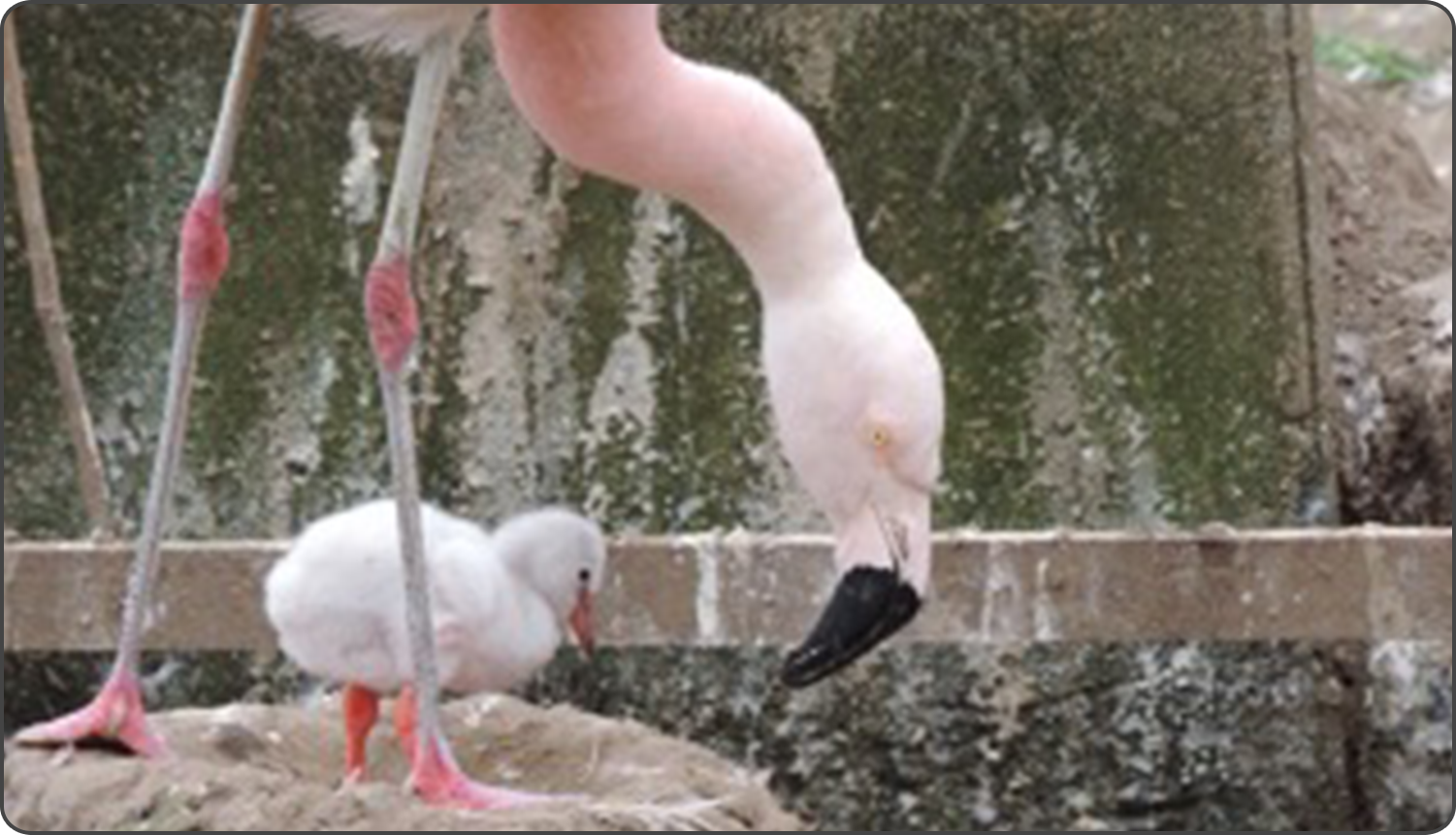 Kao Plaza 子どもと暮らす を もっと楽しく みんなの子ばなし Vol 22 動物の子ばなし