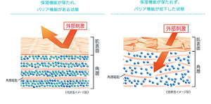  保湿機能が保たれ、 バリア機能がある状態, 保湿機能が保たれず、 バリア機能が低下した状態