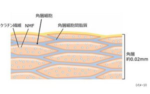 角層の構造イラスト