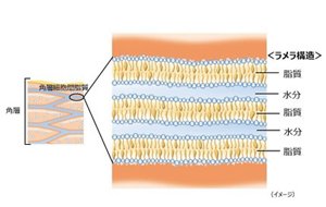 角層細胞間脂質イラスト