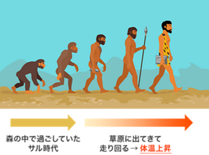 サルからヒトに進化する過程の図。進化の過程で草原に出てきて走り回ったことで運動量が増えて体温が上昇した。