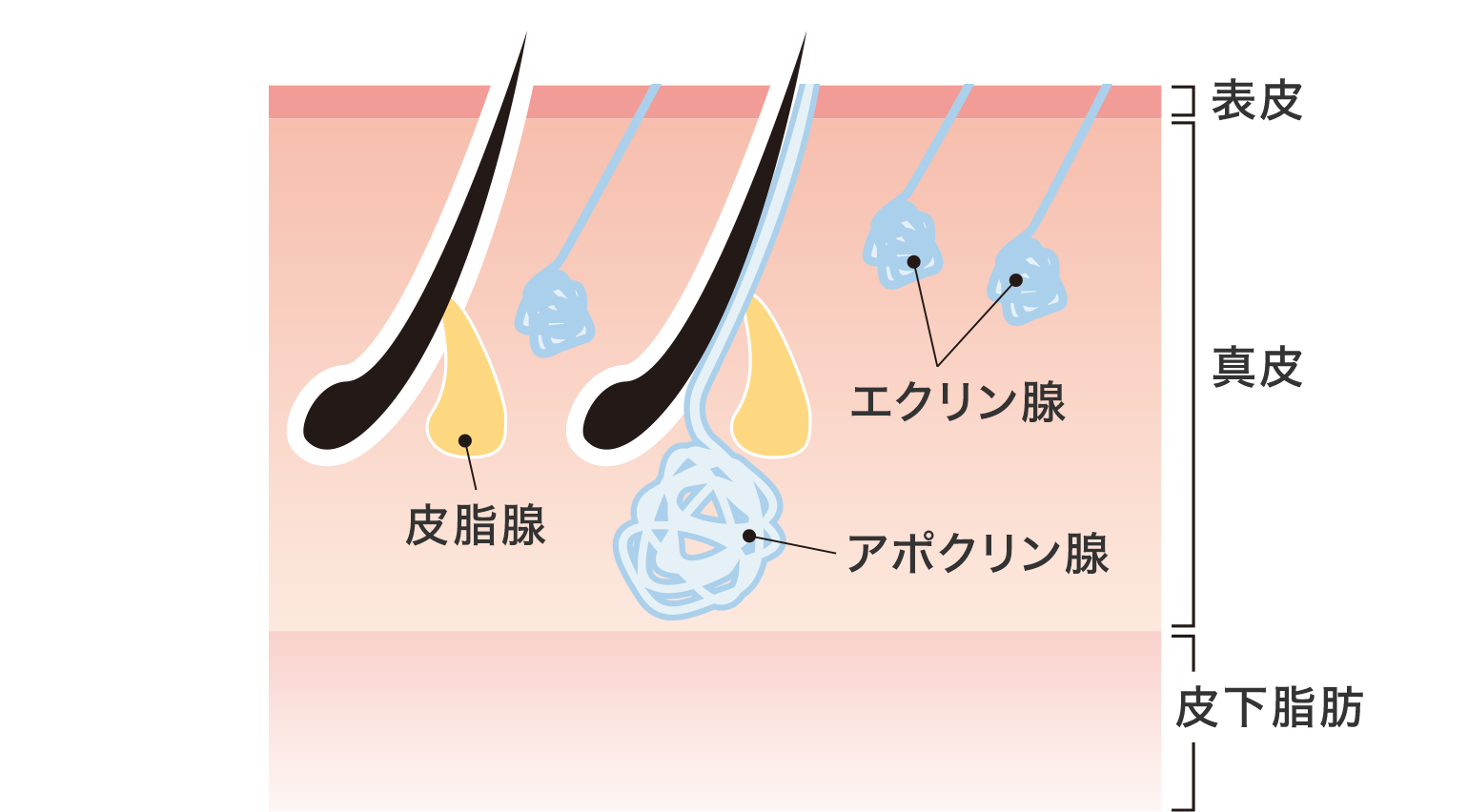 アポクリン 汗腺 エクリン 汗腺
