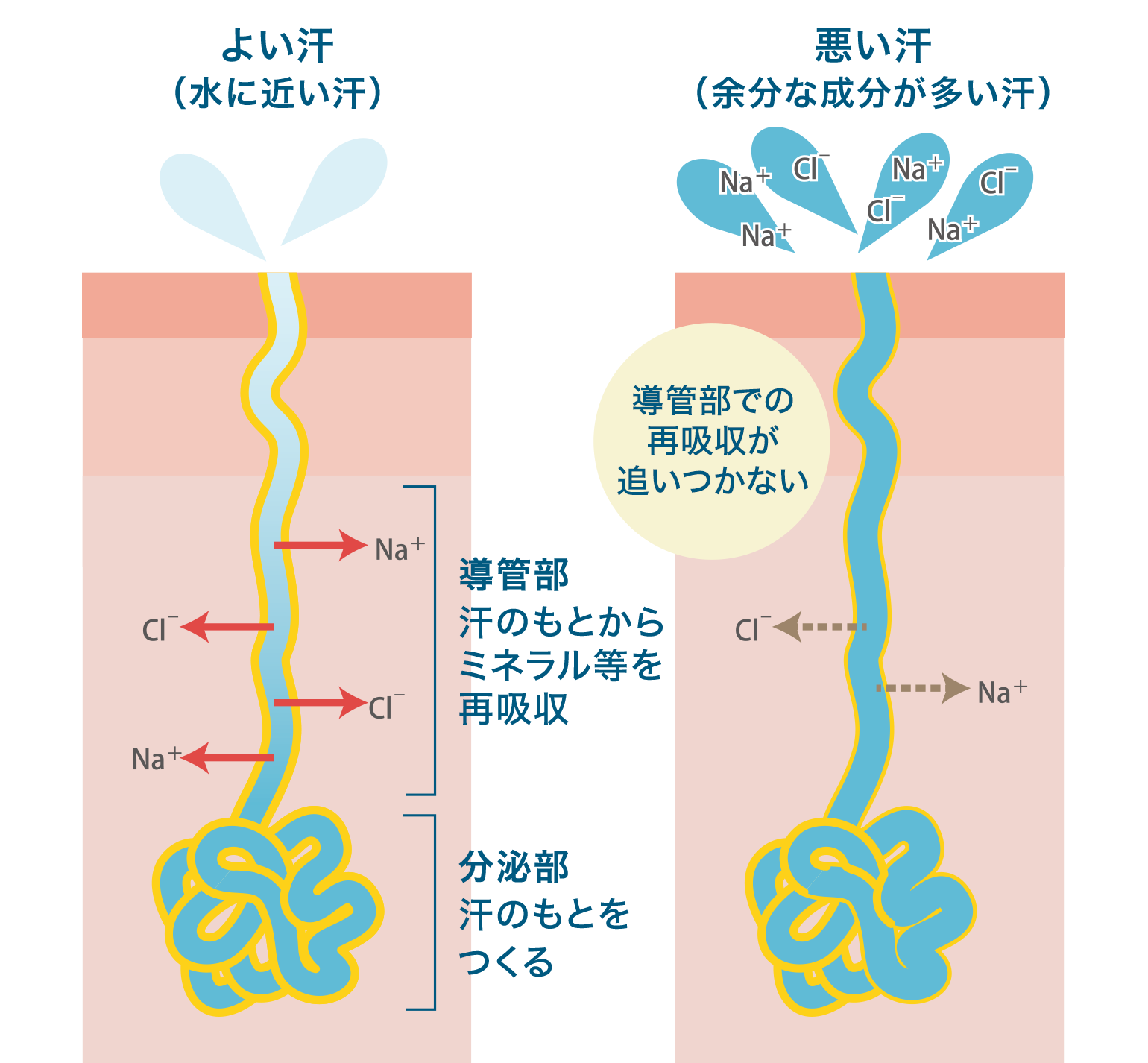 汗の基礎知識 - 汗はなぜ臭うの？｜知りたい！汗とニオイ｜ニベア花王  
