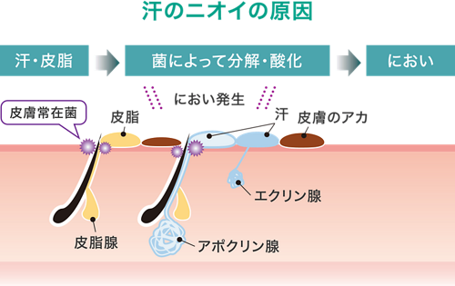 腋舐め 腋汗を舐めて塩分補給が出来ると思うてか カルパッチョさん Dlチャンネル みんなで作る二次元情報サイト
