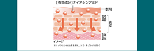 [有効成分]　ナイアシンアミド