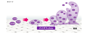 ニオイ菌→バイオフィルム→繊維